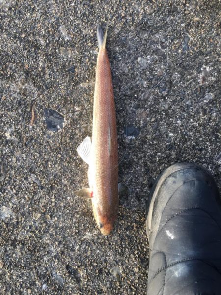 エソでした、、、