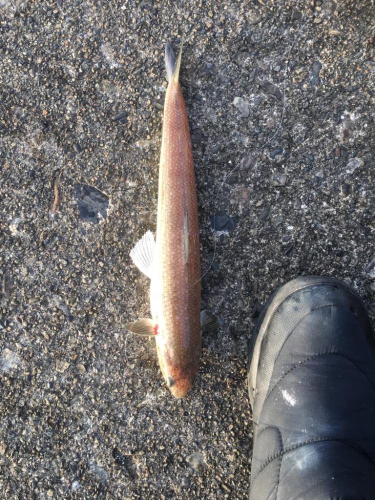 エソでした、、、