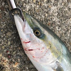 青物を求めて…