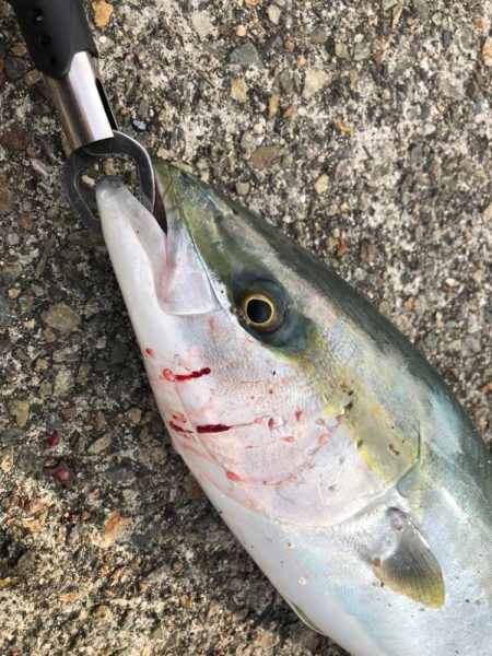 青物を求めて…