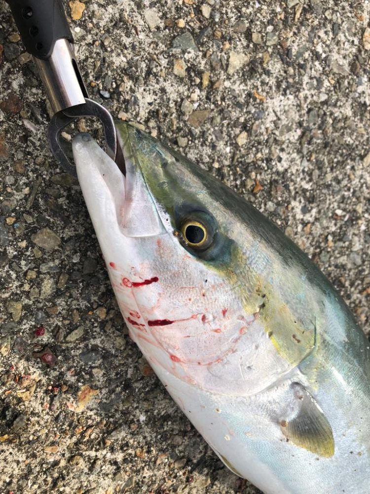 青物を求めて…