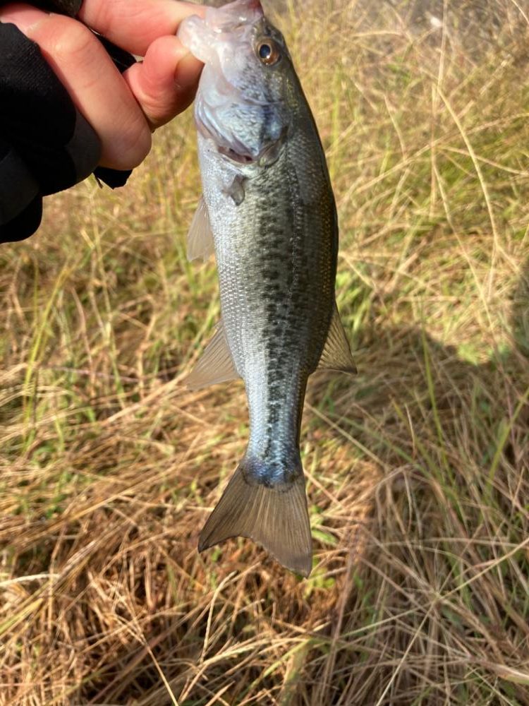 水温は下がってもバスは元気