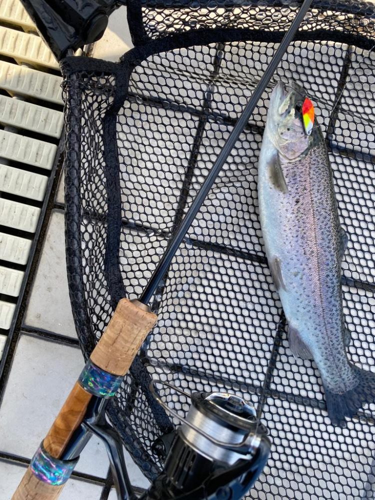 亀岡プールトラウト