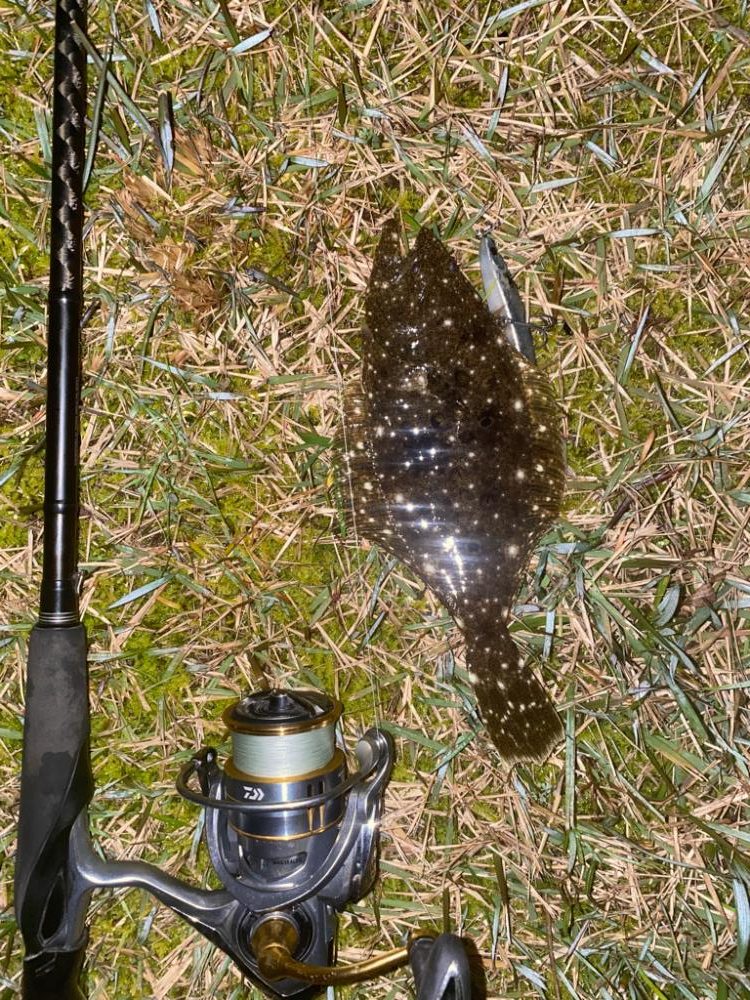 シーバス不調で子ヒラメ