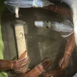 寒い中頑張ったヒイカ釣り