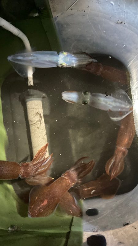 寒い中頑張ったヒイカ釣り