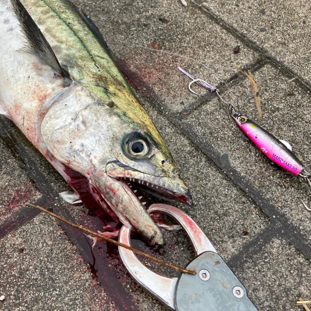 ⭐︎やっとこサゴシ