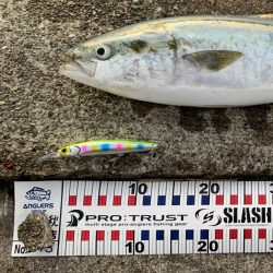 ㊗️初メジロ！…