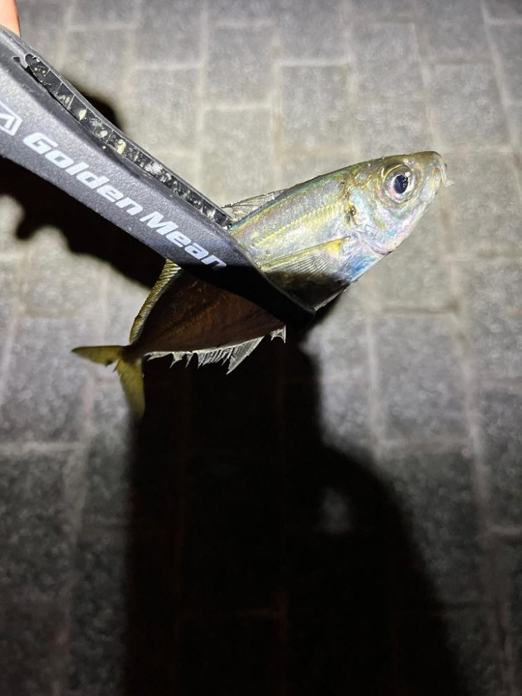 中アジは未だに