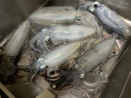 休憩Timeにアオリイカ狙い