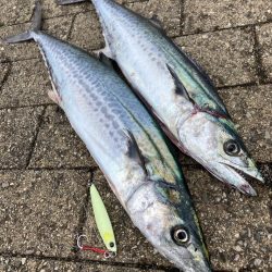 水潮タフコン。青牙2本。。