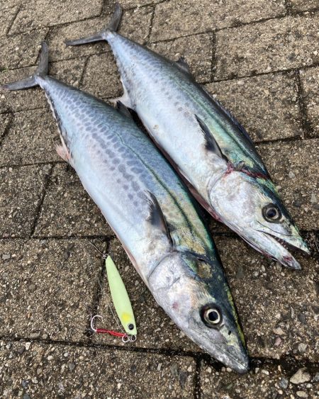 水潮タフコン。青牙2本。。