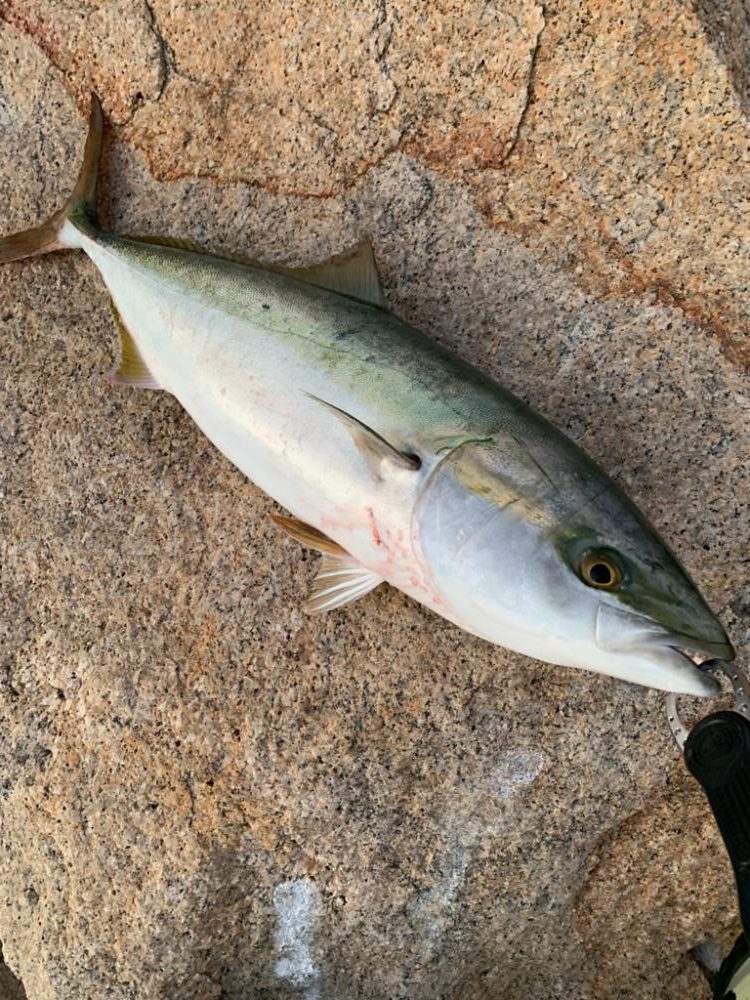 朝マズメの、短時間勝負。