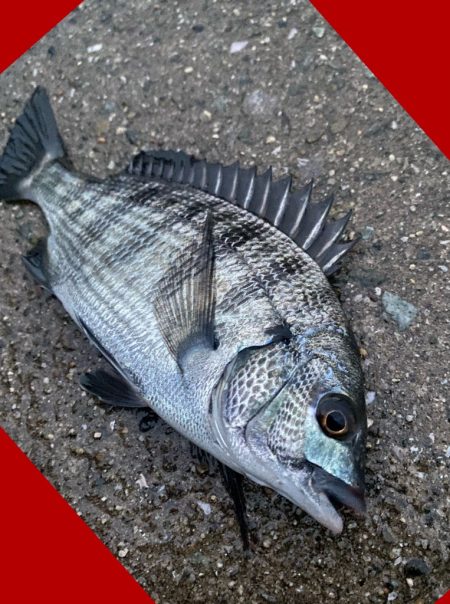 強い引きを期待して