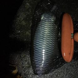 アオリイカ！結構いいサイズ！