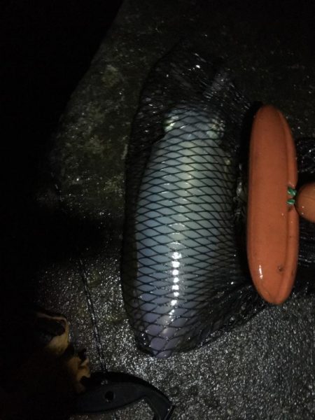 アオリイカ！結構いいサイズ！