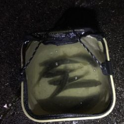 アオリイカ用のアジ釣り！