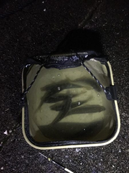 アオリイカ用のアジ釣り！