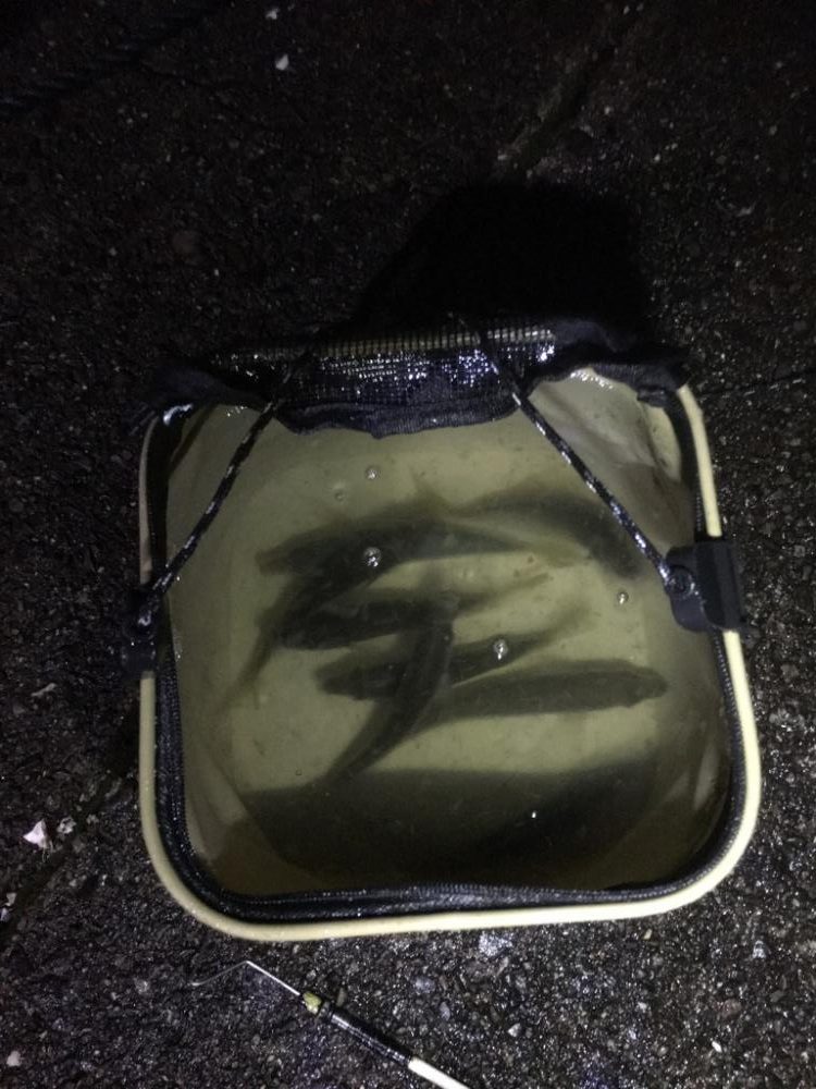 アオリイカ用のアジ釣り！