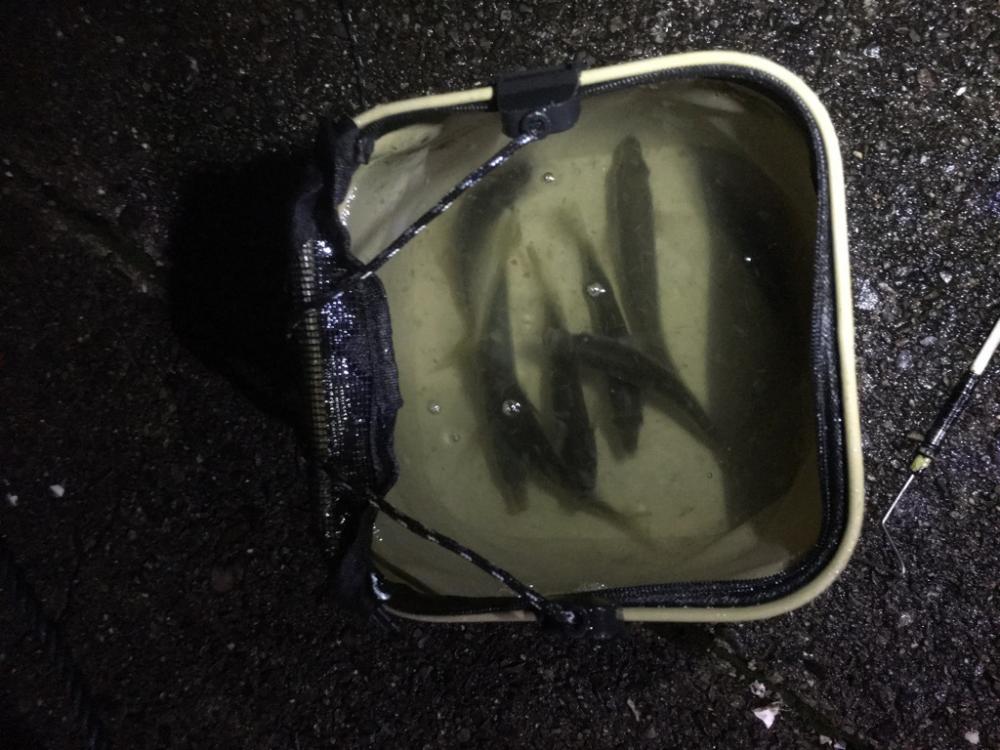 アオリイカ用のアジ釣り！
