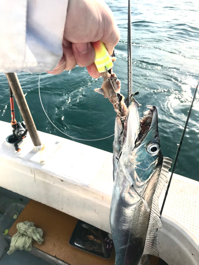 神戸沖タチウオ