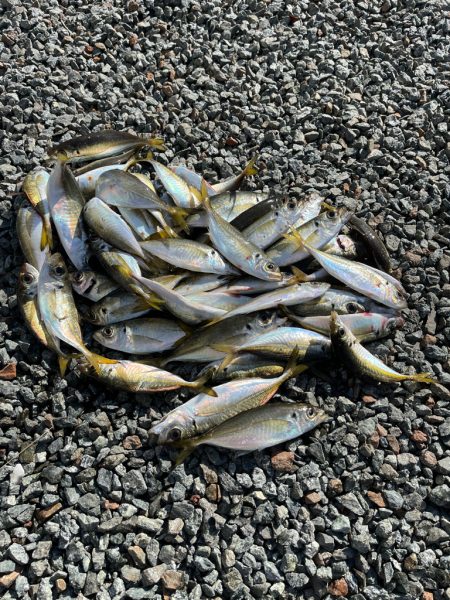 選り好みの激しい鯵