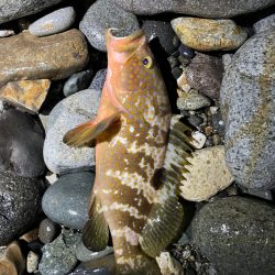 釣れてはいけない魚が