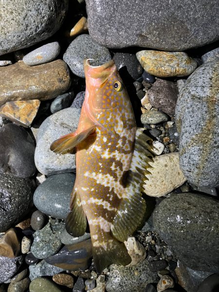 釣れてはいけない魚が