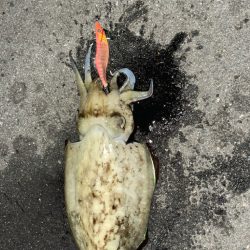 連日キロアップ狙い！