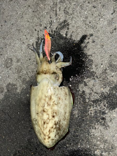 連日キロアップ狙い！