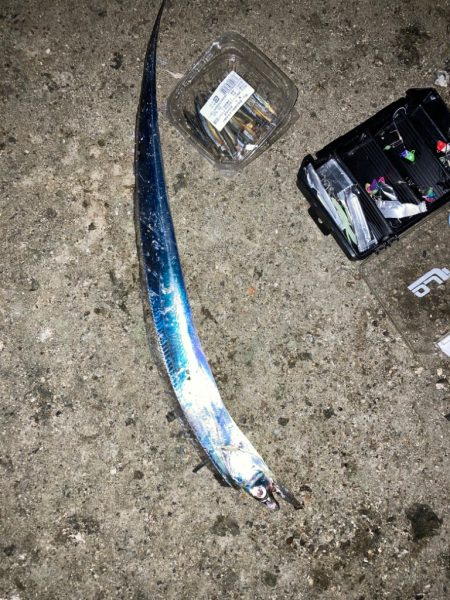 ⭐︎南港産タチウオ