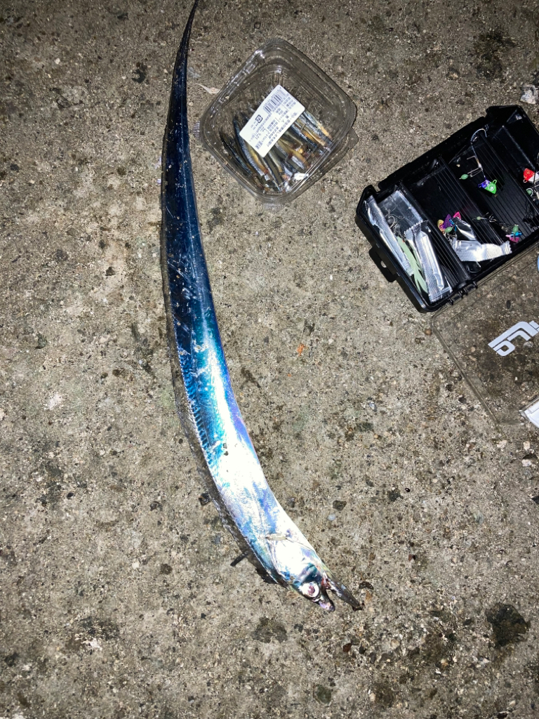 ⭐︎南港産タチウオ