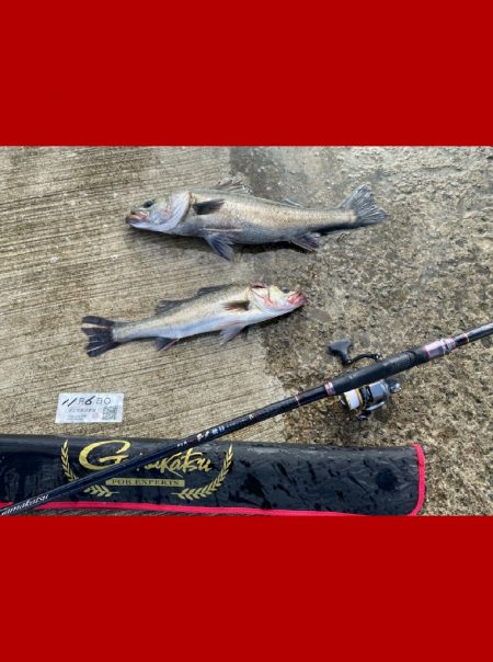 小さいアタリで掛かると強い引き