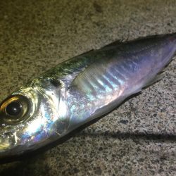 サーフヤエンにトライしたが‥。