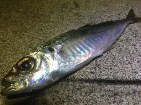 サーフヤエンにトライしたが‥。