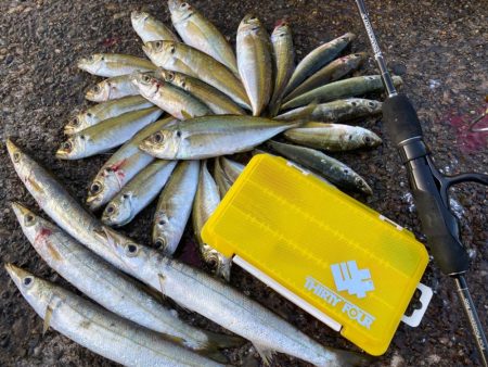 仕事前のアジング