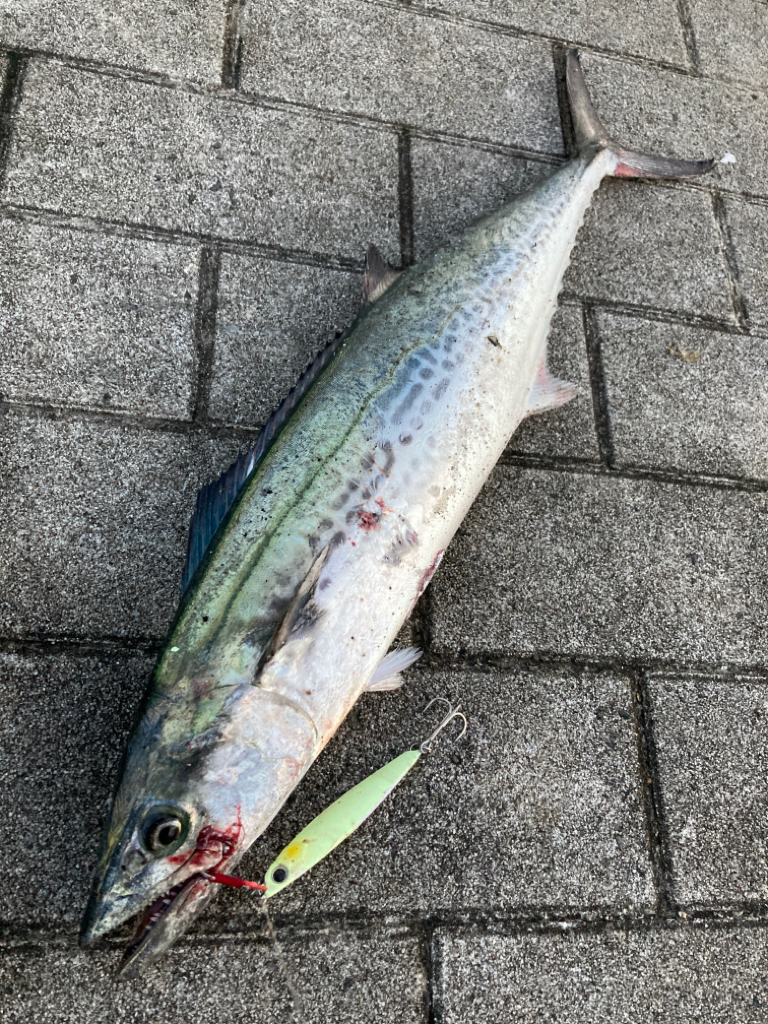 湾奥激渋。青牙秋サゴシ57cm。。