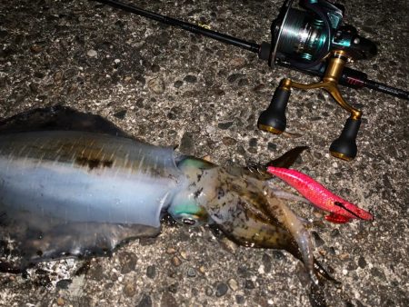 極寒エギング開幕