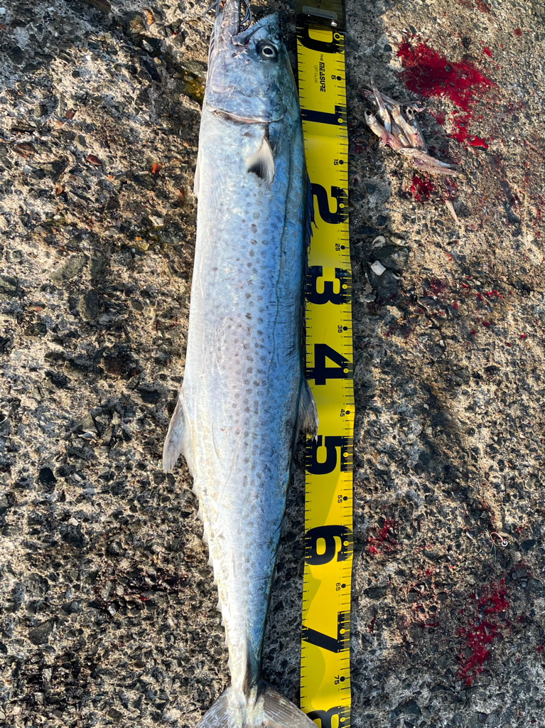 自己新記録‼️ 、、ならず。