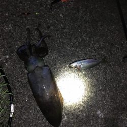 今年初の食べ頃サイズ!