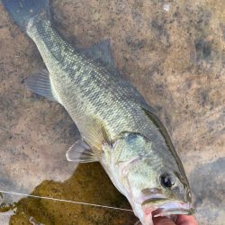 ダウスイで寄せてからの