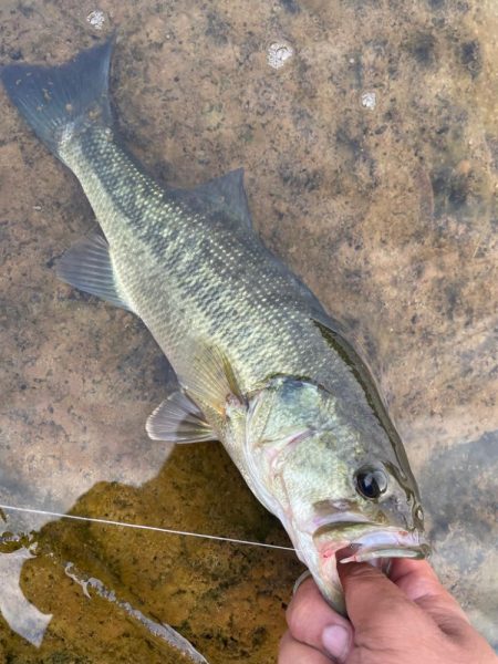 ダウスイで寄せてからの