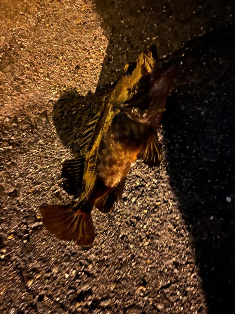 根魚ライトゲーム