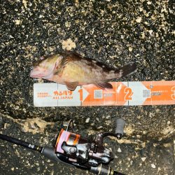 昨日に引き続きガシリング