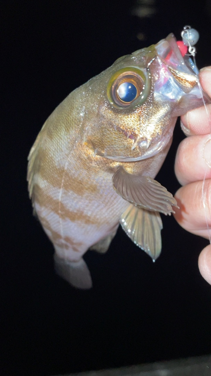 アジングで五目達成!