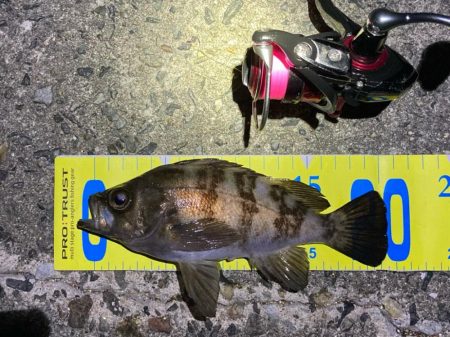 なんとかゲット。明石でメバル