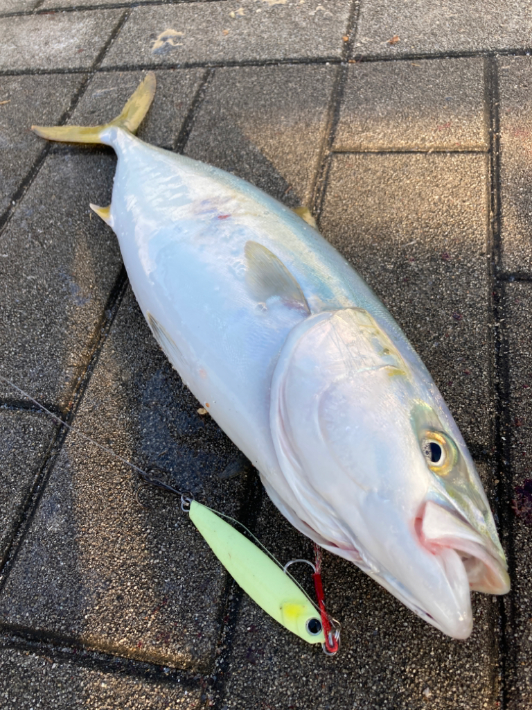 青牙掛けそ損じまくり。ハマチ44cm。。