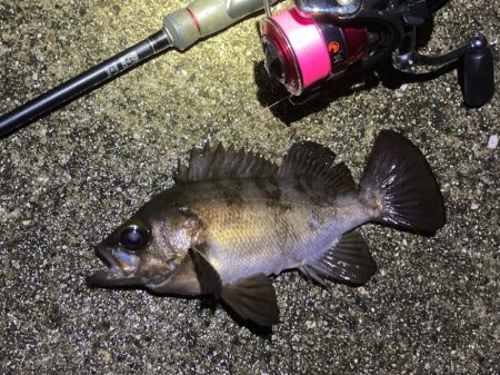 シーズン開幕メバリング