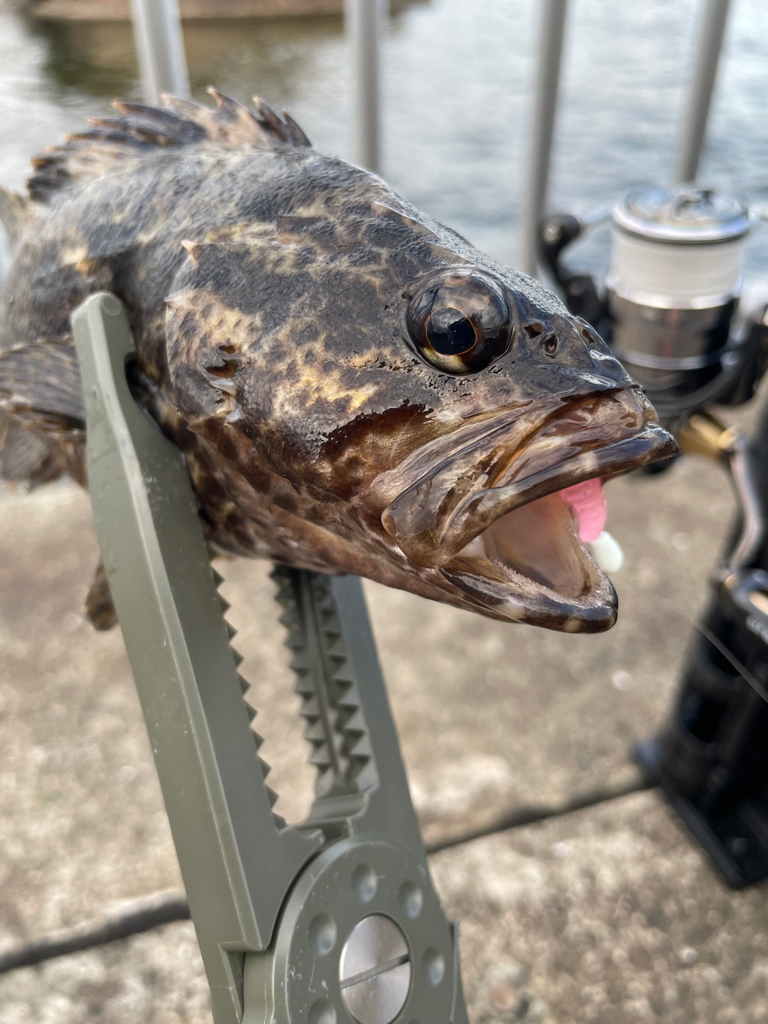 タケノコメバル