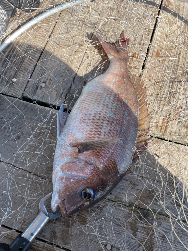 釣堀　田尻　青物ゲット！